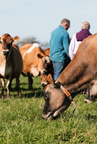 A field of Jersey cows
