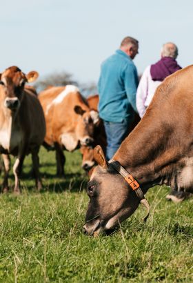 A field of Jersey cows