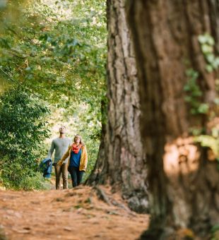 An autumnal woodland walk