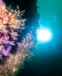 Diver shines a light on a reef wall