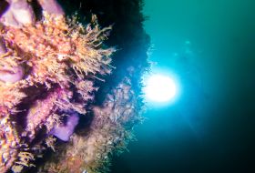 Diver shines a light on a reef wall