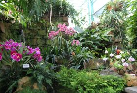 EYOF Display House orchids