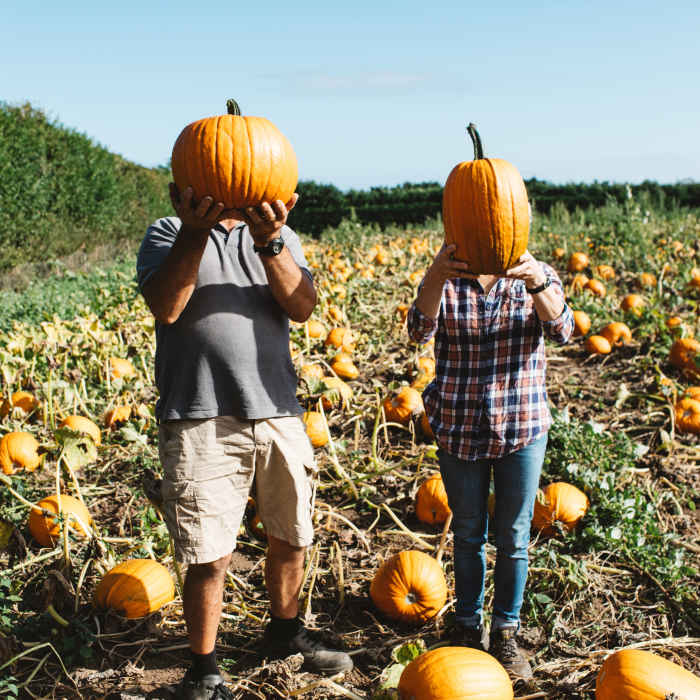 people holding pumpkin in front of head in a pumpkin field
