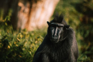 A close-up of an smaller ape. It has dark fur, a dark pigmented face and spikey head-fur.