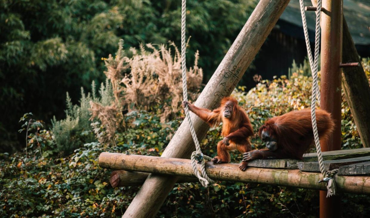 Singes au zoo de Jersey