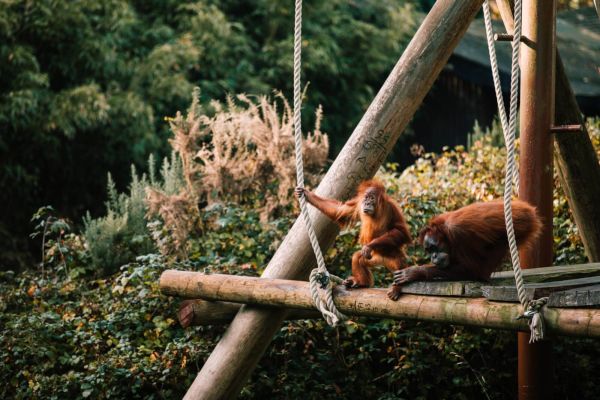 Singes au zoo de Jersey