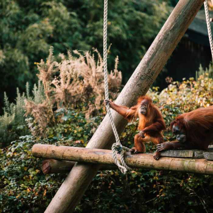 Monkeys playing with rope