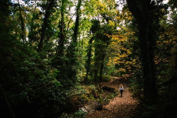 Forest bathing in Jersey