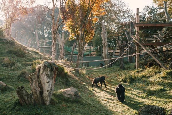 Gorillas in their habitat