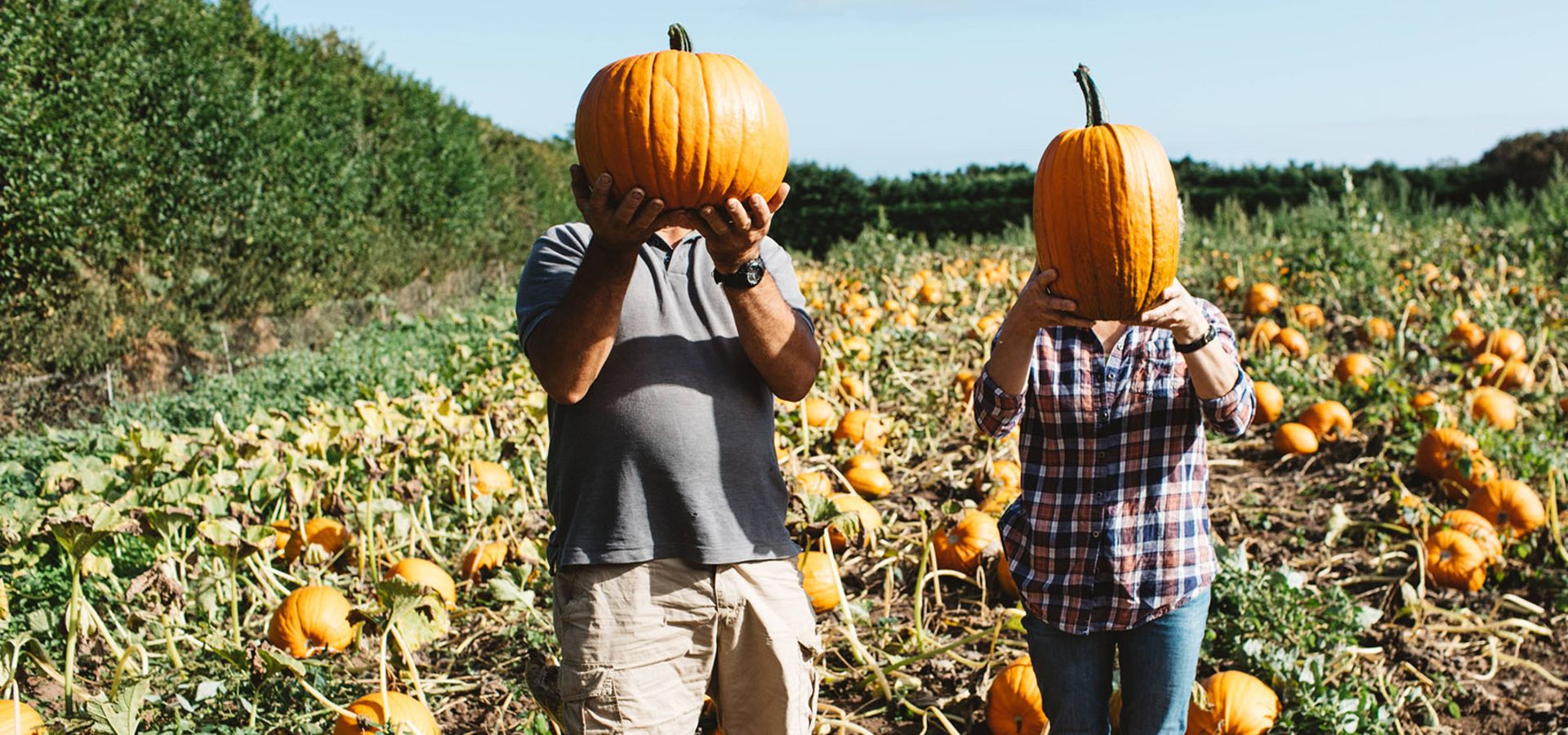 Halloween pumpkins in the field