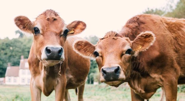 Close up of two Jersey cows grazing
