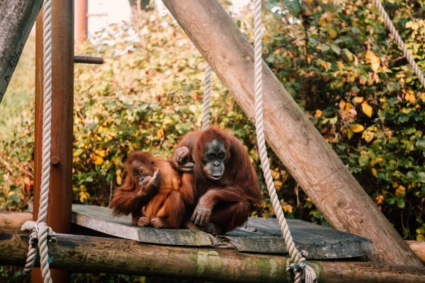 Orangutang at the zoo