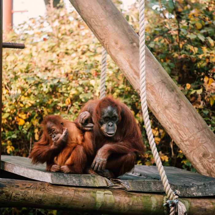 Orangutang at the zoo