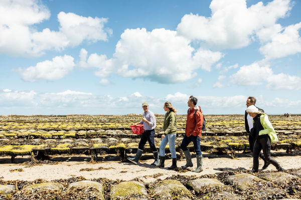 Group walking through oysterbeds