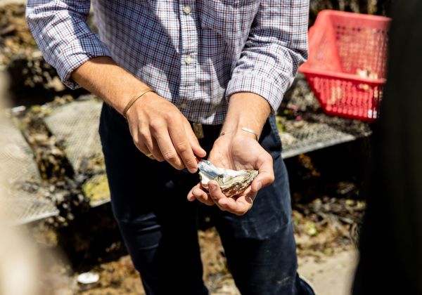 Oyster being shucked in the Royal Bay of Grouville, Jersey